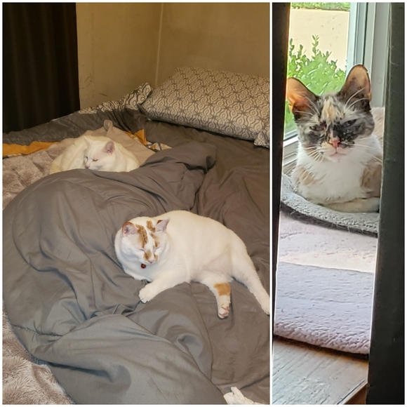 Meet your Posher, Nickie - Picture 3 of 4